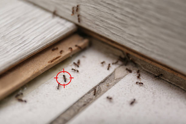 Best Best Pest Control Companies  in Dekal, IL