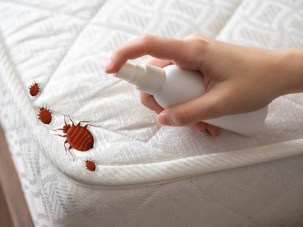 Best Spider Control Near Me  in Dekal, IL