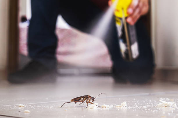 Best Mosquito Control Services  in Dekal, IL