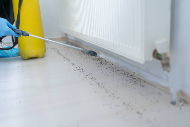 Best Affordable Exterminators  in Dekal, IL